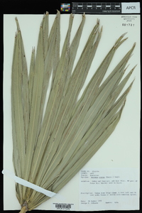 Serenoa repens image