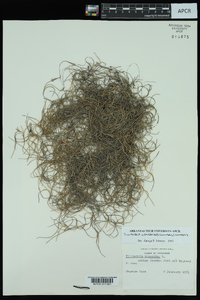 Tillandsia usneoides image