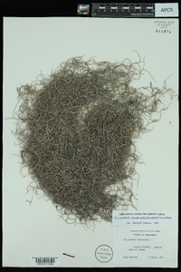 Tillandsia usneoides image