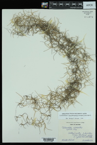 Tillandsia usneoides image