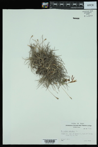 Tillandsia recurvata image