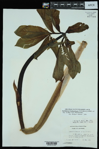 Arisaema dracontium image