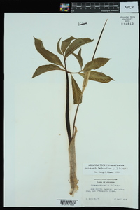 Arisaema dracontium image