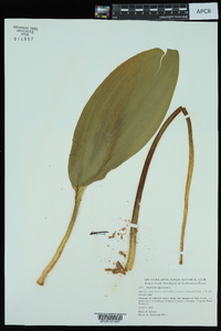 Orontium aquaticum image