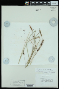 Carex joorii image