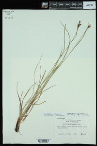 Carex caroliniana image