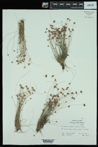 Bulbostylis barbata image