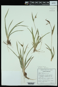 Carex glaucodea image