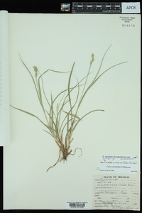 Carex austrina image