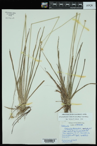 Eriocaulon decangulare image