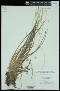 Eriocaulon decangulare image