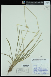 Eriocaulon decangulare image