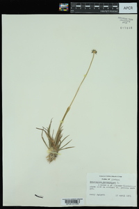 Eriocaulon decangulare image