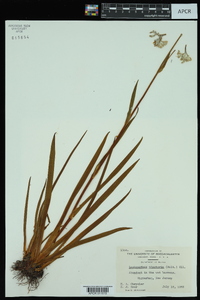 Lachnanthes caroliana image