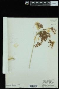 Scirpus lineatus image