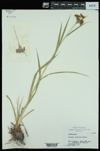 Scirpus lineatus image