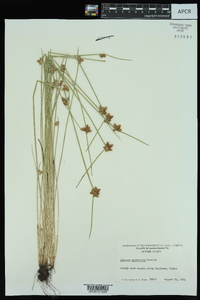 Schoenoplectiella purshiana image