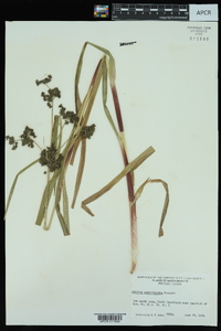 Scirpus microcarpus image