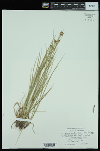 Scleria pauciflora image