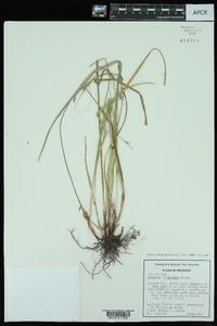 Scleria oligantha image