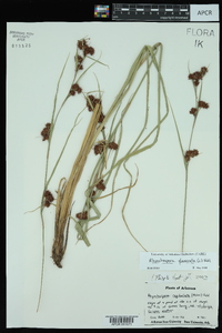 Rhynchospora glomerata image