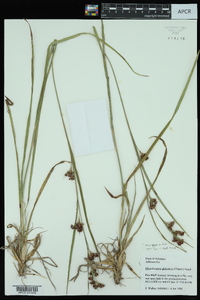 Rhynchospora globularis var. recognita image