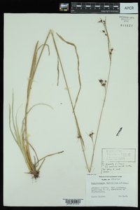 Rhynchospora glomerata image