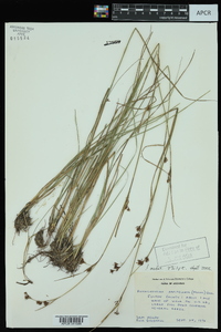 Rhynchospora capitellata image