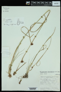 Rhynchospora capitellata image