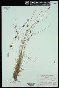 Rhynchospora chalarocephala image