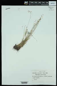 Rhynchospora rariflora image