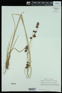 Rhynchospora glomerata image