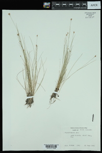 Rhynchospora alba image