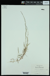 Muhlenbergia schreberi image