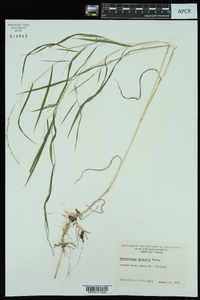 Muhlenbergia sylvatica image