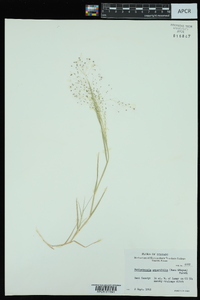 Muhlenbergia asperifolia image