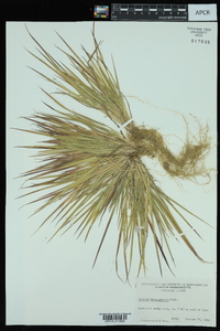 Panicum depauperatum image