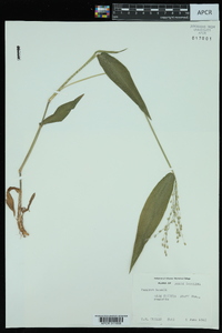 Panicum boscii image