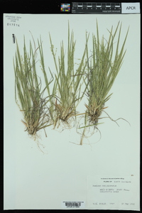 Panicum depauperatum image