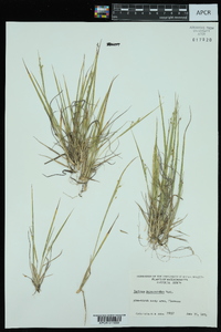 Panicum depauperatum image