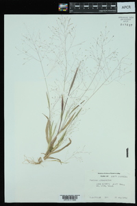 Panicum lithophilum image