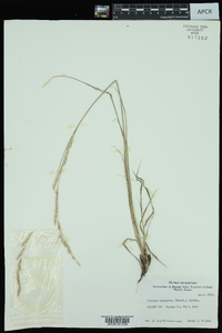 Tridens muticus var. elongatus image