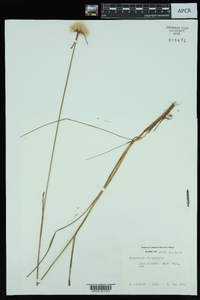 Eriophorum virginicum image