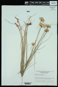 Eriophorum virginicum image