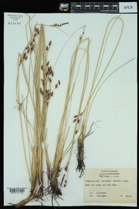 Fimbristylis castanea image