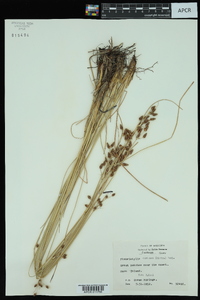 Fimbristylis castanea image