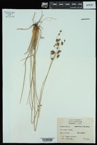 Fimbristylis caroliniana image