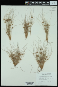 Fimbristylis vahlii image