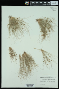 Fimbristylis vahlii image