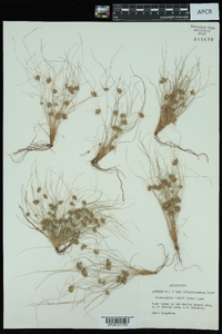 Fimbristylis vahlii image
